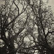 Spooky Branches