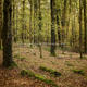 Autumn Wood