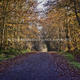 Autumn Avenue