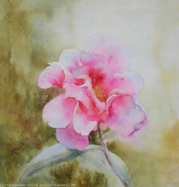 camelia watercolour 30x30cm