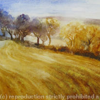 evening-light-on-the-furrows