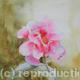 camelia