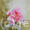 camelia