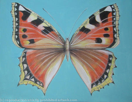 Small Tortoiseshell
