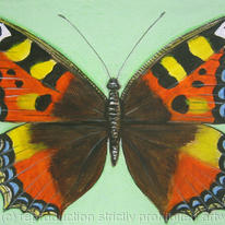 Small Tortoiseshell