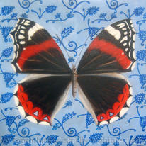 Red Admiral on wall