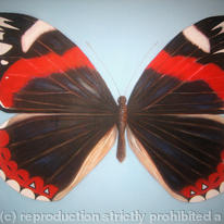 Large Red Admiral