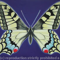Swallowtail