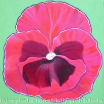 Pink Pansy