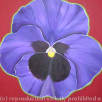 Purple pansy