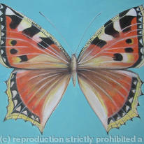 Small Tortoiseshell