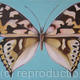 Painted Lady