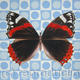Red Admiral on pattern