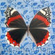 Red Admiral on wall