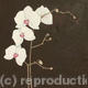 White Orchid 1