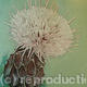 Thistle