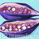 Seedpods