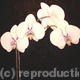 Orchid 2