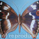 Purple Emperor