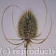 Teasle