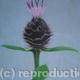 knapweed