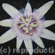 Passion Flower