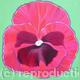 Pink Pansy