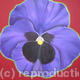 Purple pansy