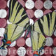 butterfly circles