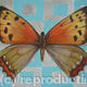 Small Copper