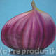 Whole Fig
