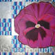 Pattern Pansy