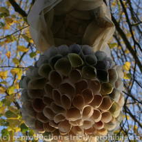 Woodland Fungus (Renascentia)