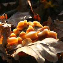 Woodland Fungus