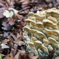 Woodland Fungus