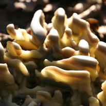 Woodland Fungus