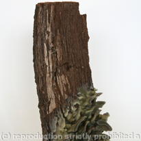 Woodland Fungus Sculpture