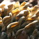 Woodland Fungus | | | Beeswax, wood and pigment Woodland Fungus