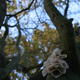 Woodland Fungus | | | Encaustic and Paper Woodland Fungus