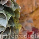Renascentia Installation | | | Encaustic and Paper Renascentia Installation