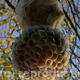Woodland Fungus (Renascentia) | | | Encaustic and Paper Woodland Fungus (Renascentia)
