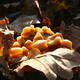 Woodland Fungus | | | Beeswax, pigment and wood Woodland Fungus
