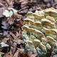 Woodland Fungus | | | Beeswax and Wood Woodland Fungus