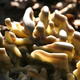 Woodland Fungus | | | Beeswax and Wood Woodland Fungus