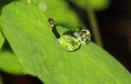 Raindrops on leaf