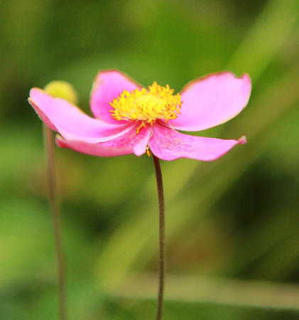 Japanese anemone