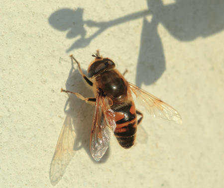 Hoverfly