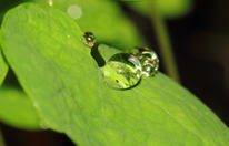 Raindrops on leaf