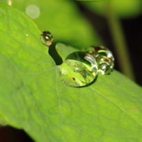 Raindrops on leaf