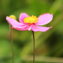 Japanese anemone